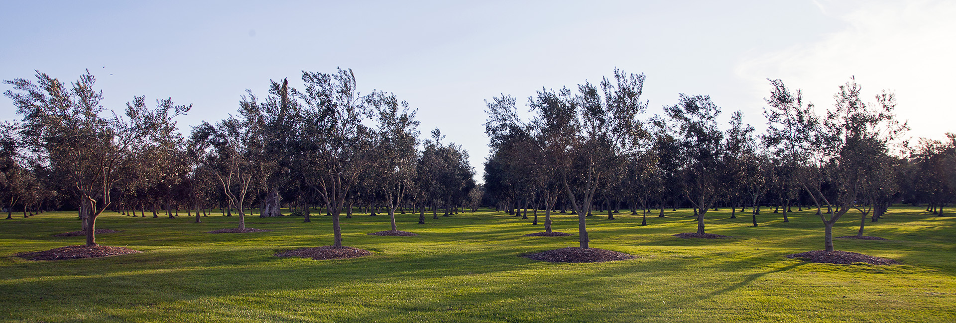 Olive grove surroundings